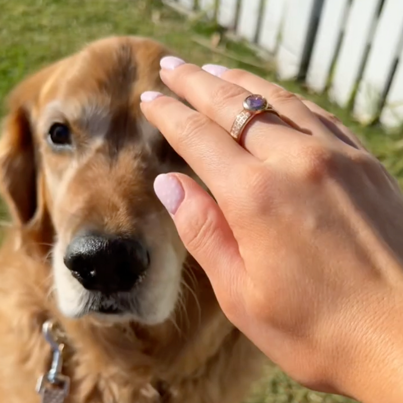 Person petting a golden retriever dog outdoors with a white fence in the background